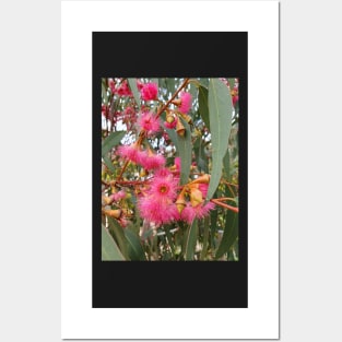 Flowering Gum Tree Posters and Art